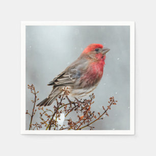 House Finch in Snow - Originele foto Servet