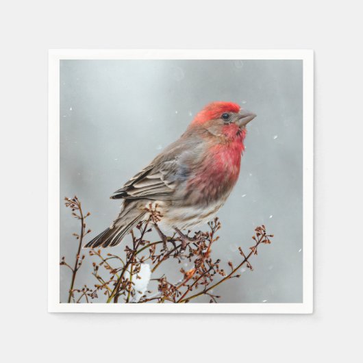 House Finch in Snow - Originele foto Servet (Voorkant)