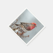 House Finch in Snow - Originele foto Servet (Hoek)