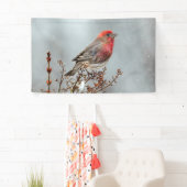 House Finch in Snow - Originele foto Spandoek (Insitu)