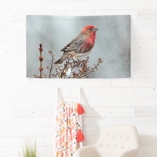 House Finch in Snow - Originele foto Spandoek (Insitu)