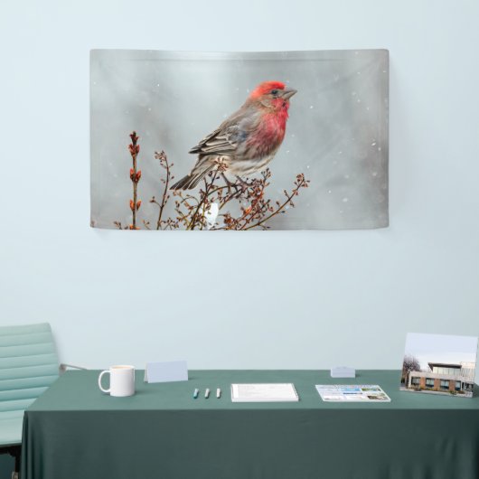 House Finch in Snow - Originele foto Spandoek (Beurs)