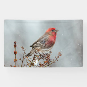 House Finch in Snow - Originele foto Spandoek