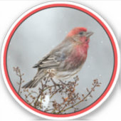 House Finch in Snow - Originele foto Sticker (Voorkant)