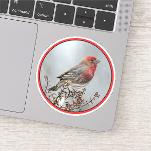 House Finch in Snow - Originele foto Sticker