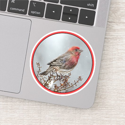 House Finch in Snow - Originele foto Sticker (Detail)