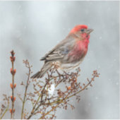 House Finch in Snow - Originele foto Sticker (Voorkant)