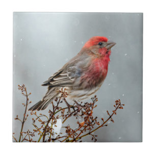 House Finch in Snow - Originele foto Tegeltje