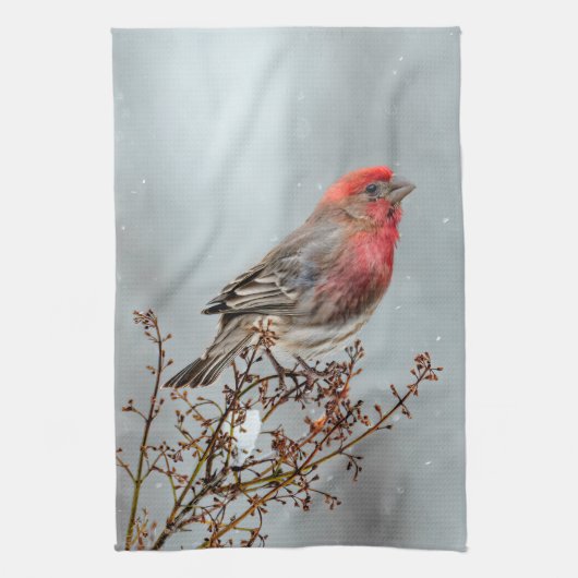 House Finch in Snow - Originele foto Theedoek (Verticaal)