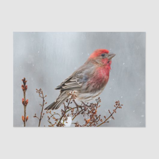 House Finch in Snow - Originele foto Tissuepapier (Voorkant)