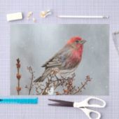 House Finch in Snow - Originele foto Tissuepapier (Craft)