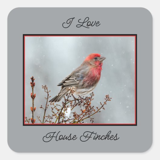 House Finch in Snow - Originele foto Vierkante Sticker (Voorkant)