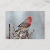 House Finch in Snow - Originele foto Visitekaartje (Achterkant)