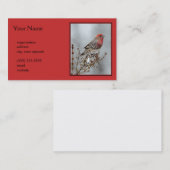 House Finch in Snow - Originele foto Visitekaartje (Voorkant / Achterkant)