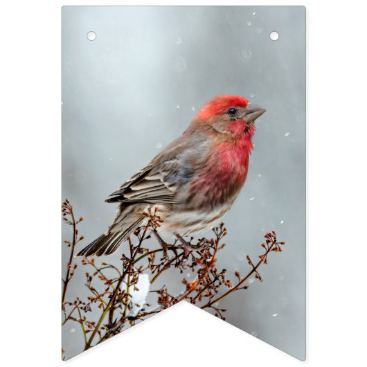 House Finch in Snow - Originele foto Vlaggetjes (Tweede vlag)
