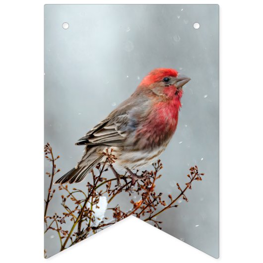 House Finch in Snow - Originele foto Vlaggetjes (Eerste vlag)