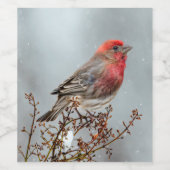 House Finch in Snow - Originele foto Wijn Etiket (Enkel label)