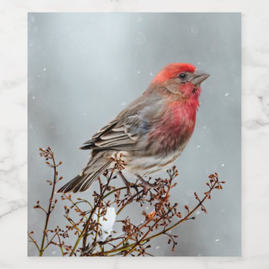 House Finch in Snow - Originele foto Wijn Etiket (Enkel label)