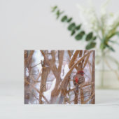 House Finch in Winter Scene Briefkaart (Staand voorkant)