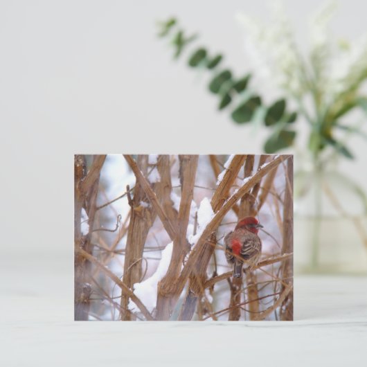 House Finch in Winter Scene Briefkaart (Staand voorkant)