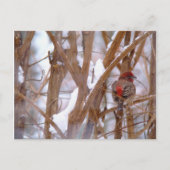 House Finch in Winter Scene Briefkaart (Voorkant)