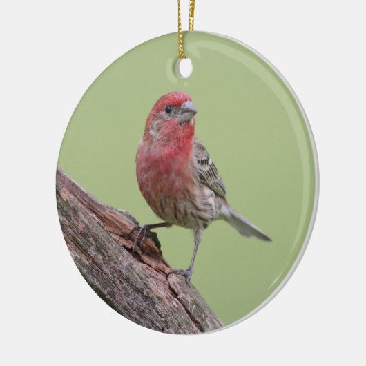 House Finch Keramisch Ornament (Links)