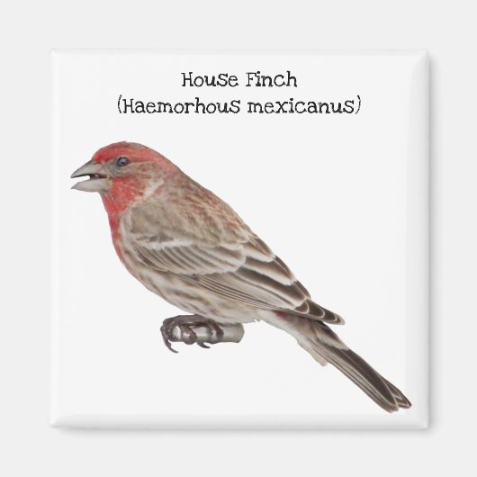 House Finch Magneet (Voorkant)