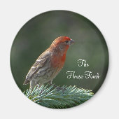 House Finch Magnet (Voorkant)
