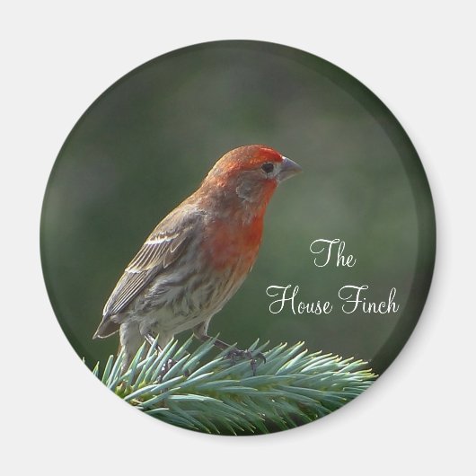 House Finch Magnet (Voorkant)