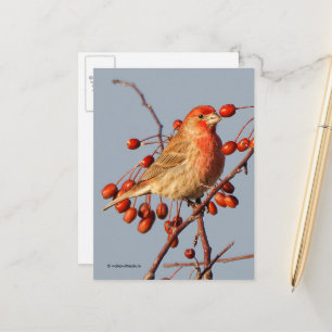 House Finch met Hawthorn Berries Briefkaart