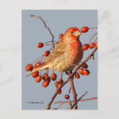 House Finch met Hawthorn Berries Briefkaart (Voorkant)