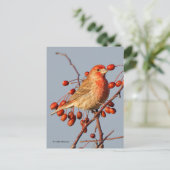 House Finch met Hawthorn Berries Briefkaart (Staand voorkant)