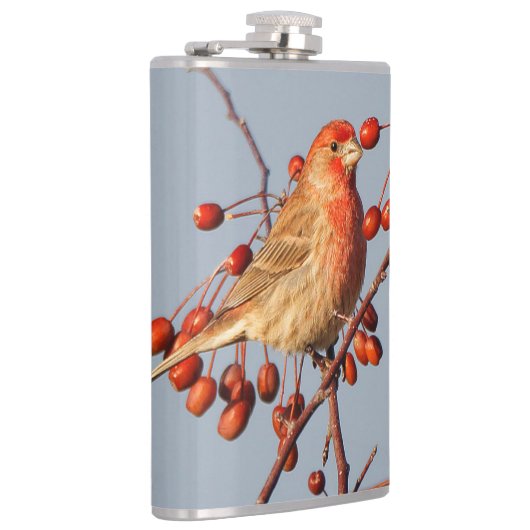 House Finch met Hawthorn Berries Heupfles (Rechts)