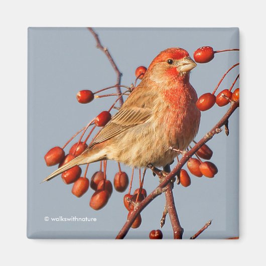 House Finch met Hawthorn Berries Magneet (Voorkant)