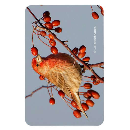 House Finch met Hawthorn Berries Magneet (Verticaal)