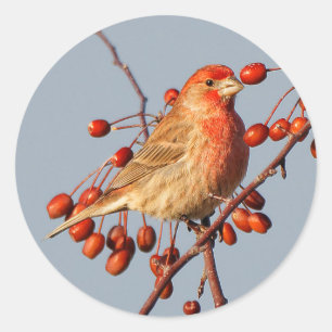 House Finch met Hawthorn Berries Ronde Sticker