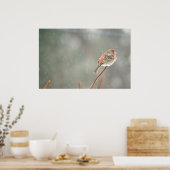 House Finch op een filiaal Poster (Keuken)