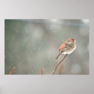 House Finch op een filiaal Poster