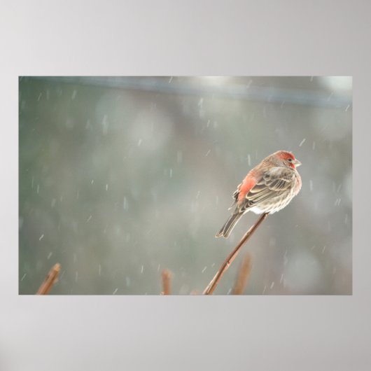 House Finch op een filiaal Poster (Voorkant)