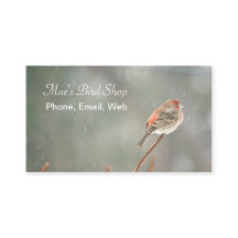 House Finch op een filiaal