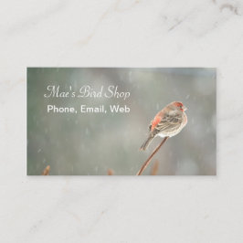 House Finch op een filiaal Visitekaartje
