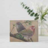 House Finch Pair Briefkaart (Staand voorkant)