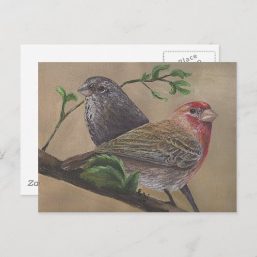 House Finch Pair Briefkaart (Voorkant / Achterkant)
