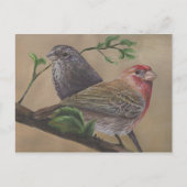 House Finch Pair Briefkaart (Voorkant)