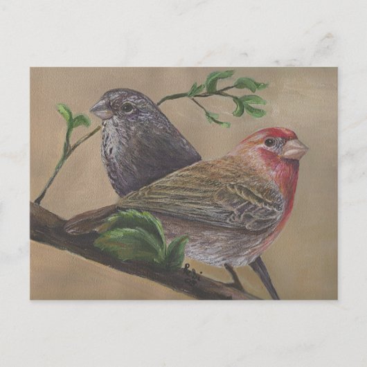 House Finch Pair Briefkaart (Voorkant)
