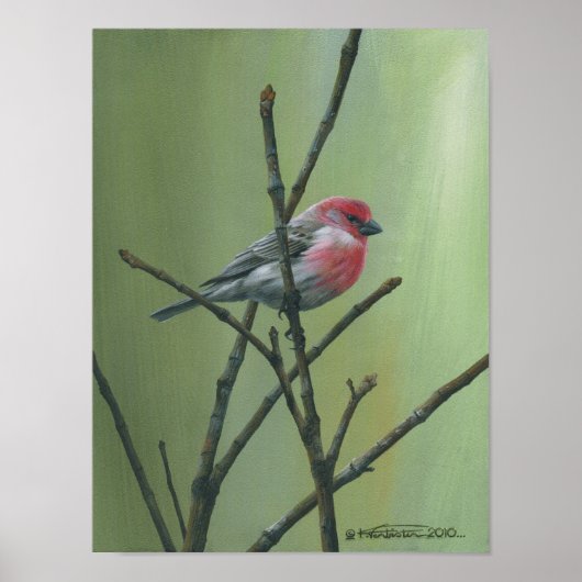 House Finch Poster (Voorkant)