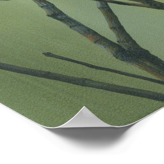 House Finch Poster (Hoek)