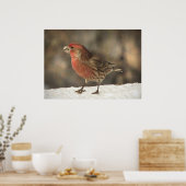 House Finch Poster (Keuken)
