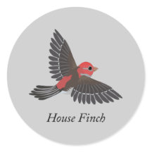 House Finch