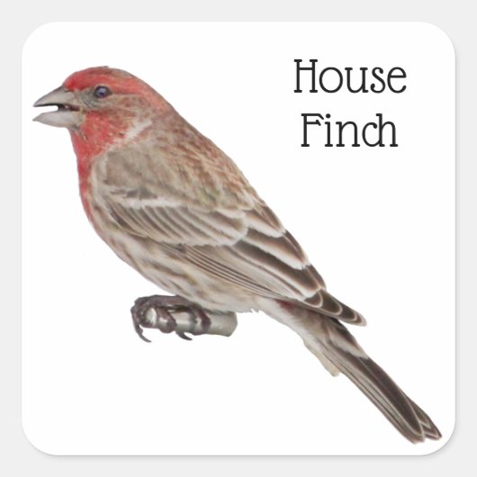 House Finch Vierkante Sticker (Voorkant)